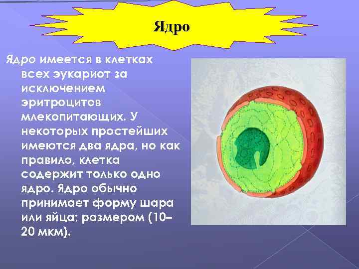 Ядро имеется в клетках всех эукариот за исключением эритроцитов млекопитающих. У некоторых простейших имеются