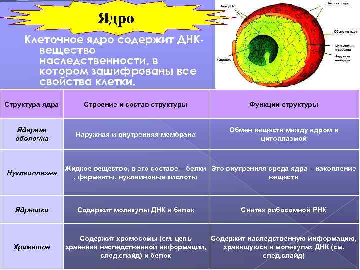 Ядро Клеточное ядро содержит ДНКвещество наследственности, в котором зашифрованы все свойства клетки. Структура ядра