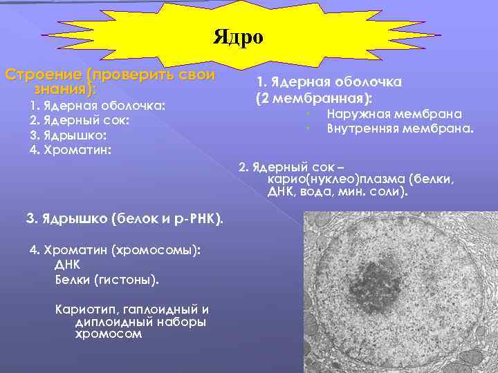 Ядро Строение (проверить свои знания): 1. Ядерная оболочка: 2. Ядерный сок: 3. Ядрышко: 4.