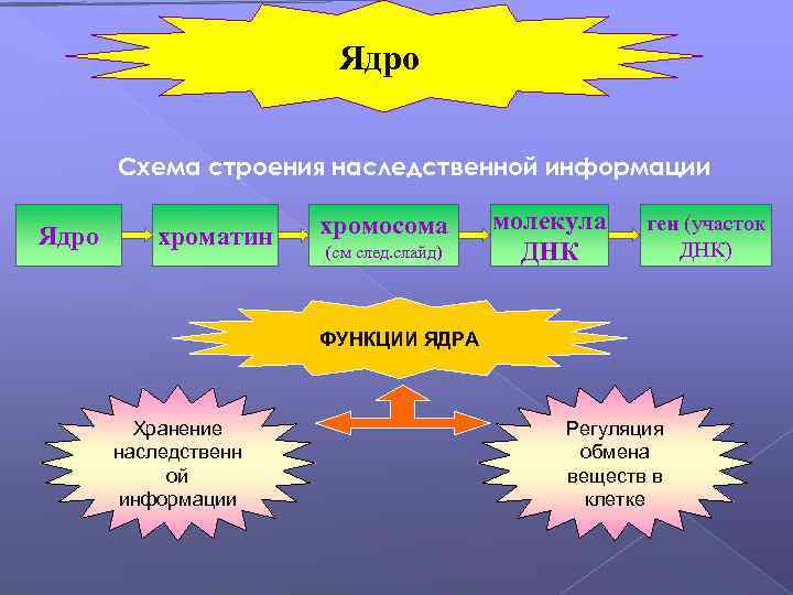 Ядро Схема строения наследственной информации Ядро хроматин хромосома (см след. слайд) молекула ДНК ген