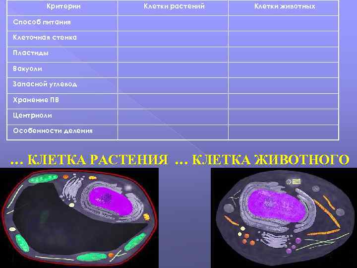 Критерии Клетки растений Клетки животных Способ питания Клеточная стенка Пластиды Вакуоли Запасной углевод Хранение
