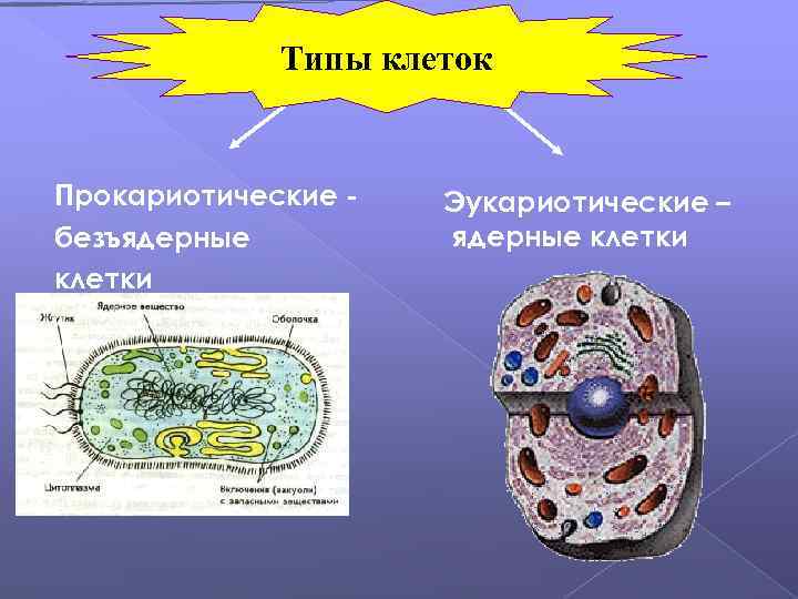 Типы клеток Прокариотические безъядерные клетки Эукариотические – ядерные клетки 