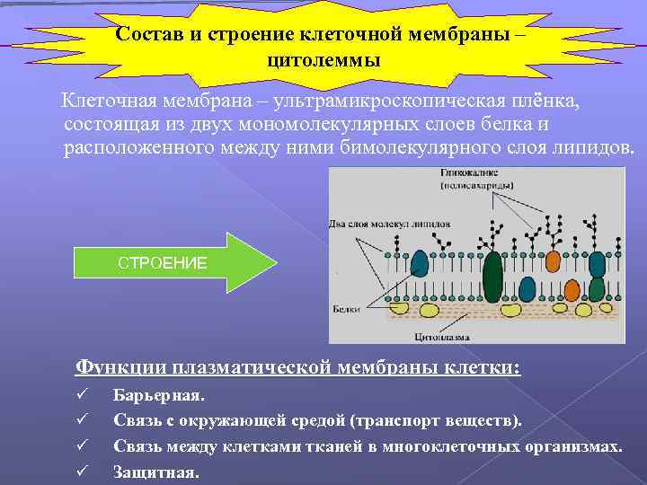 Состав и строение клеточной мембраны – цитолеммы Клеточная мембрана – ультрамикроскопическая плёнка, состоящая из