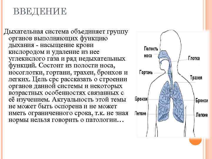 ВВЕДЕНИЕ Дыхательная система объединяет группу органов выполняющих функцию дыхания - насыщение крови кислородом и