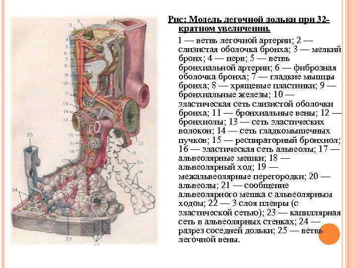 Рис: Модель легочной дольки при 32 кратном увеличении. 1 — ветвь легочной артерии; 2