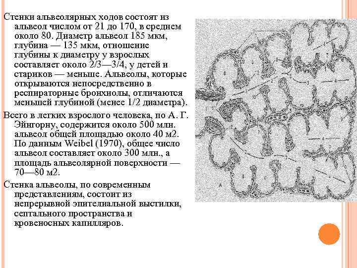 Стенка альвеол верно все кроме