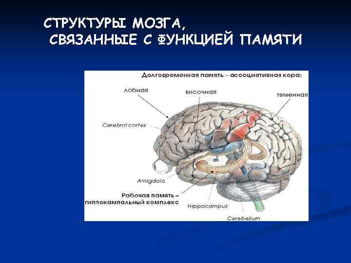 СТРУКТУРЫ МОЗГА, СВЯЗАННЫЕ С ФУНКЦИЕЙ ПАМЯТИ 