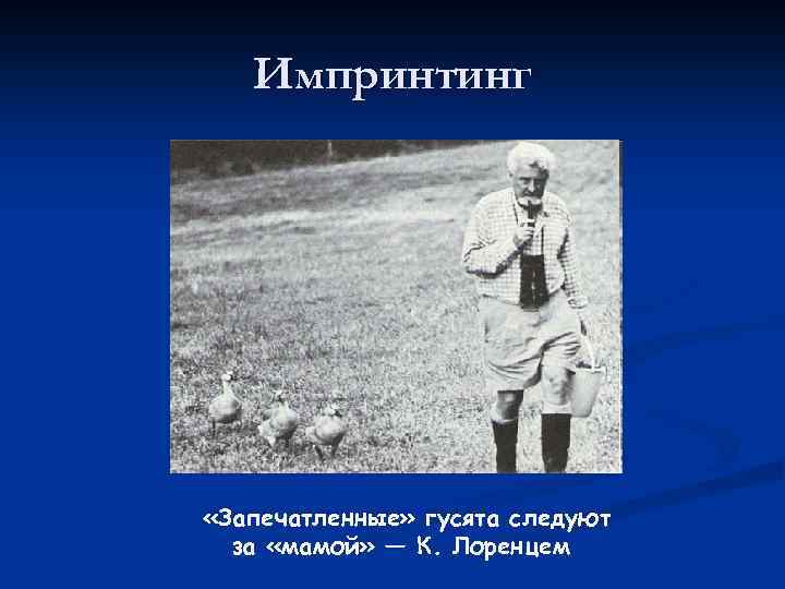 Импринтинг «Запечатленные» гусята следуют за «мамой» — К. Лоренцем 