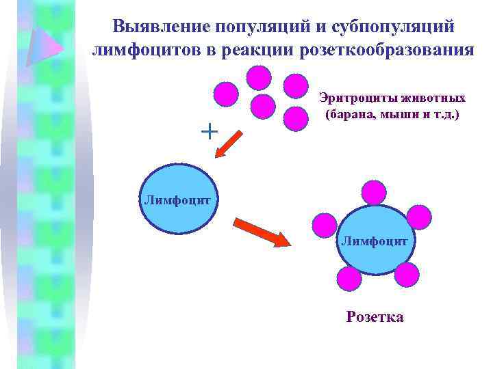 Выявление популяций и субпопуляций лимфоцитов в реакции розеткообразования Эритроциты животных (барана, мыши и т.