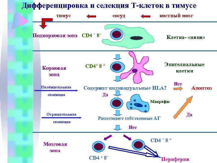 Дифференцировка и селекция Т-клеток в тимусе тимус сосуд костный мозг Подкорковая зона CD 4