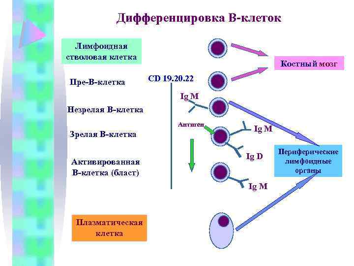 Дифференцировка В-клеток Лимфоидная стволовая клетка Пре-В-клетка Костный мозг CD 19. 20. 22 Ig M