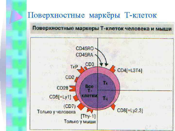 Поверхностные маркёры Т-клеток 