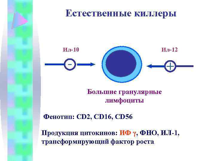 Естественные киллеры Ил-10 Ил-12 Большие гранулярные лимфоциты Фенотип: CD 2, CD 16, CD 56