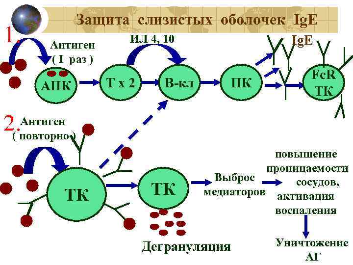 1. Защита слизистых оболочек Ig. E Антиген ( I раз ) АПК ИЛ 4,