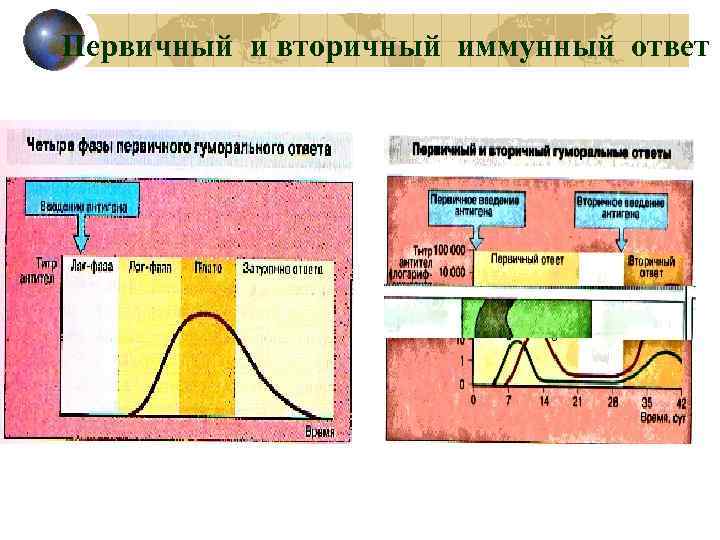 Первичный и вторичный иммунный ответ 