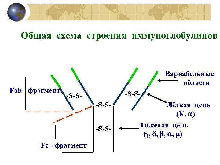Общая схема строения иммуноглобулинов Fab - фрагмент Вариабельные области -S-S-S-S- Fc - фрагмент Лёгкая