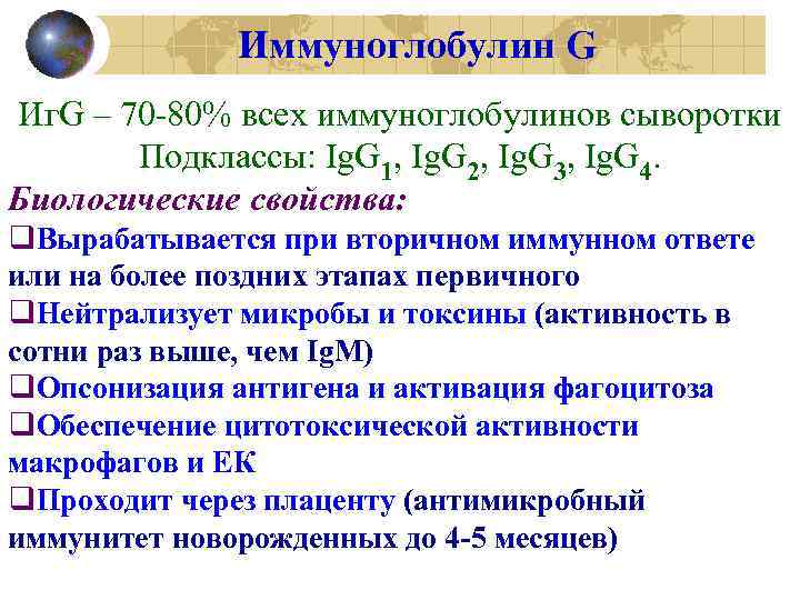 Иммуноглобулин G Иг. G – 70 -80% всех иммуноглобулинов сыворотки Подклассы: Ig. G 1,