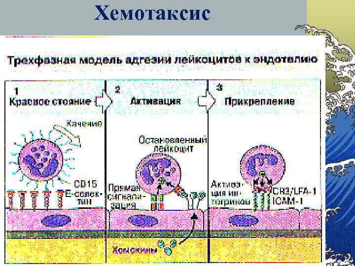 Хемотаксис это. Хемотаксис лейкоцитов механизм. Миграция лейкоцитов хемотаксис. Хемотаксис нейтрофилов схема. Механизм хемотаксиса.