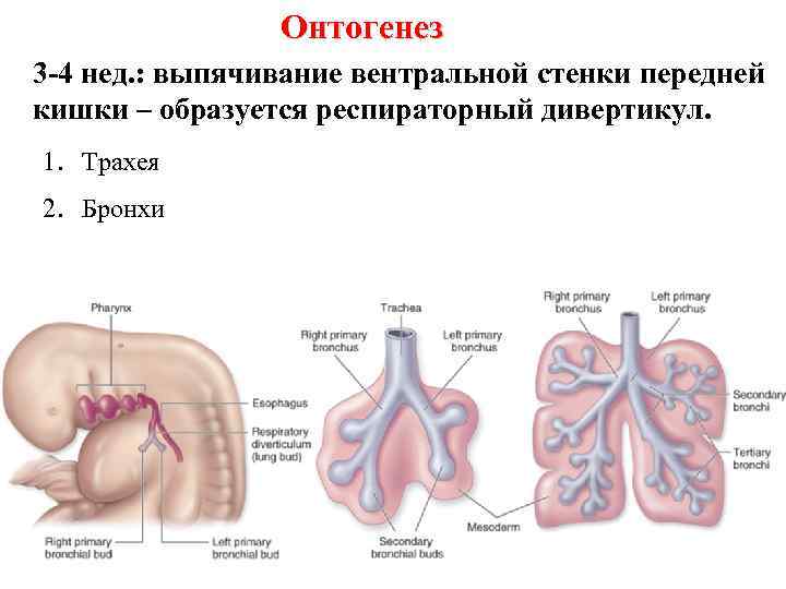 Онтогенез 3 -4 нед. : выпячивание вентральной стенки передней кишки – образуется респираторный дивертикул.