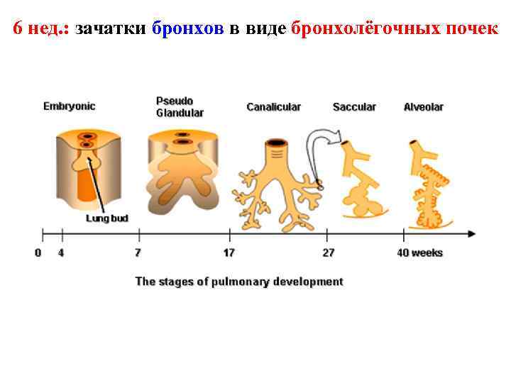 6 нед. : зачатки бронхов в виде бронхолёгочных почек 