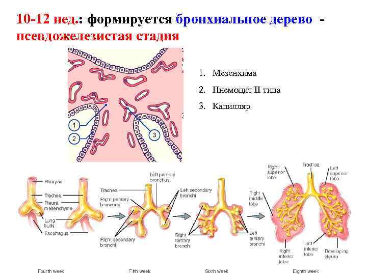 10 -12 нед. : формируется бронхиальное дерево псевдожелезистая стадия 1. Мезенхима 2. Пнемоцит II