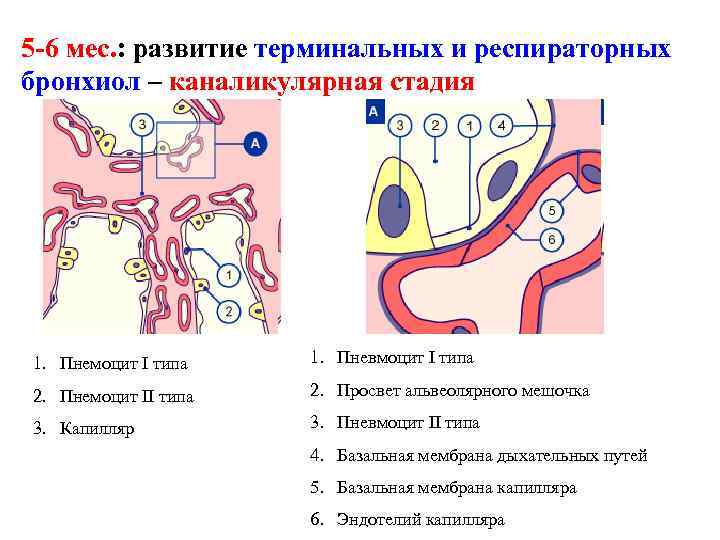 5 -6 мес. : развитие терминальных и респираторных бронхиол – каналикулярная стадия 1. Пнемоцит