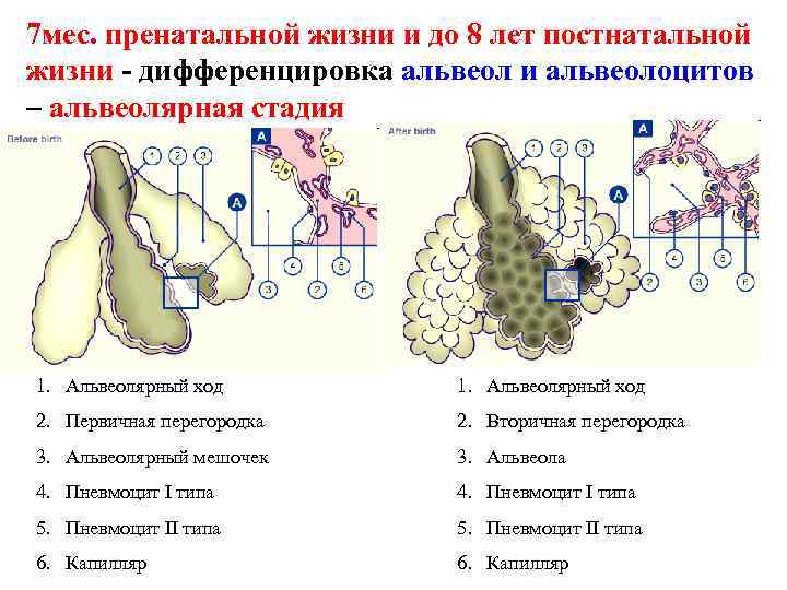 7 мес. пренатальной жизни и до 8 лет постнатальной жизни - дифференцировка альвеол и