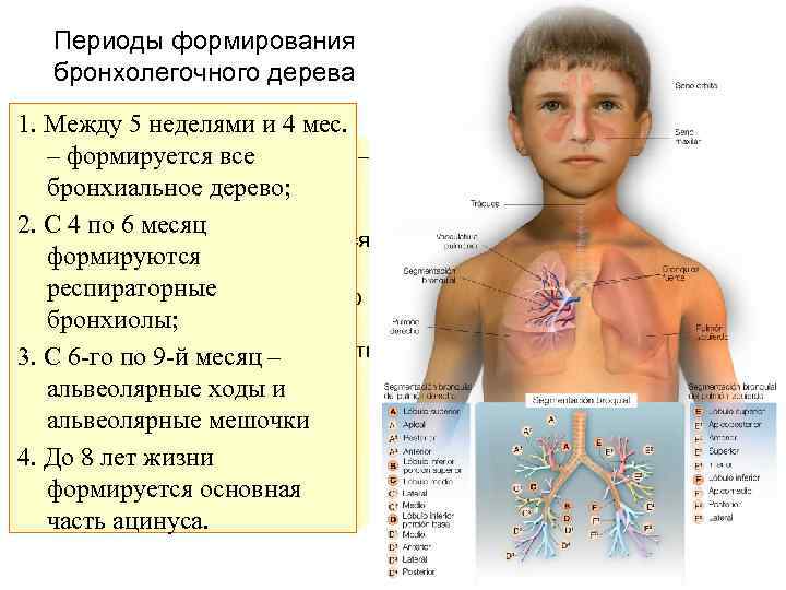 Периоды формирования бронхолегочного дерева 1. Между 5 неделями и 4 мес. 1. Между 5