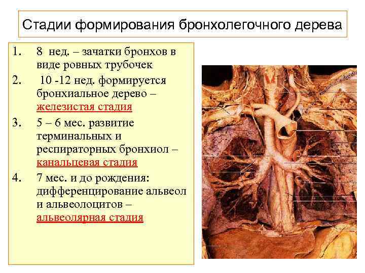 Стадии формирования бронхолегочного дерева 1. 2. 3. 4. 8 нед. – зачатки бронхов в