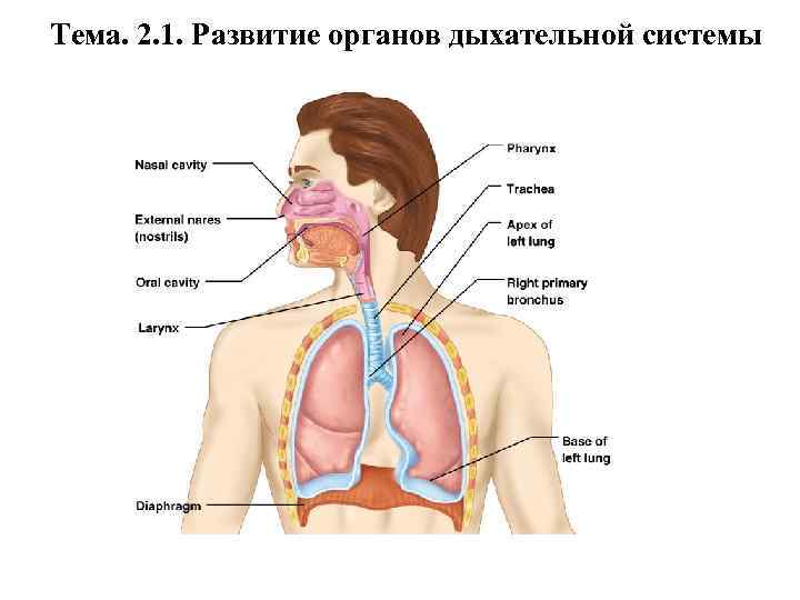 Тема. 2. 1. Развитие органов дыхательной системы 