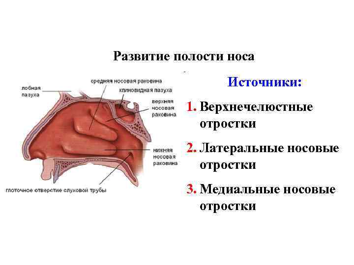 Развитие полости носа Источники: 1. Верхнечелюстные отростки 2. Латеральные носовые отростки 3. Медиальные носовые