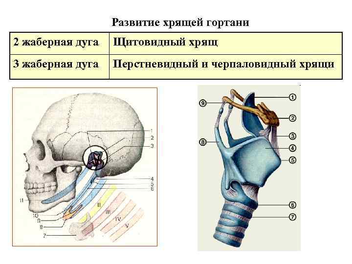 Развитие хрящей гортани 2 жаберная дуга Щитовидный хрящ 3 жаберная дуга Перстневидный и черпаловидный