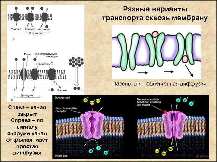 Разные варианты транспорта сквозь мембрану Пассивный – облегченная диффузия Слева – канал закрыт Справа