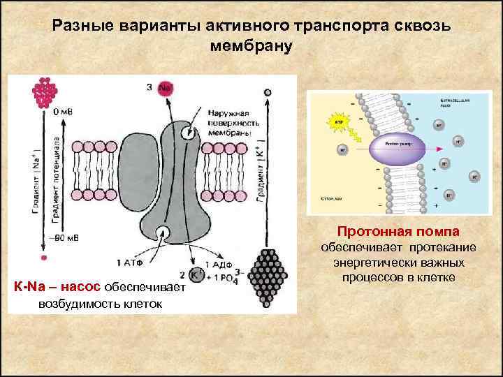 Разные варианты активного транспорта сквозь мембрану Протонная помпа К-Na – насос обеспечивает возбудимость клеток