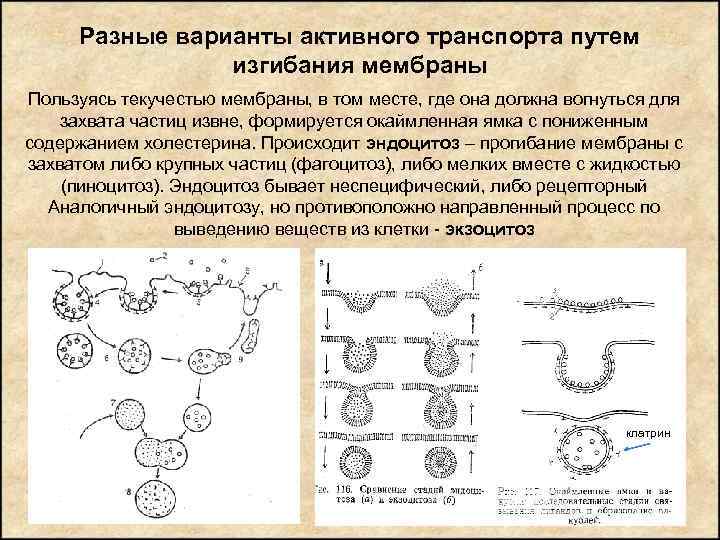 Разные варианты активного транспорта путем изгибания мембраны Пользуясь текучестью мембраны, в том месте, где