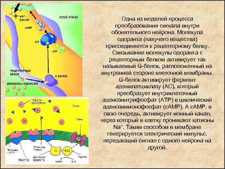 Одна из моделей процесса преобразования сигнала внутри обонятельного нейрона. Молекула одоранта (пахучего вещества) присоединяется