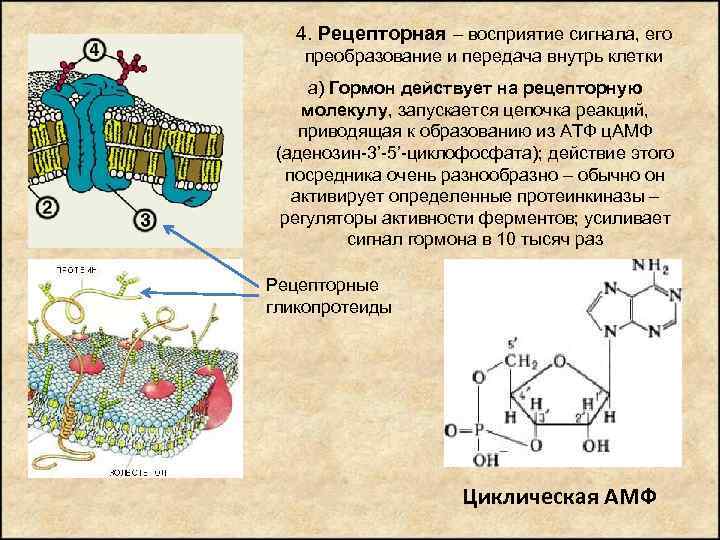 4. Рецепторная – восприятие сигнала, его преобразование и передача внутрь клетки а) Гормон действует