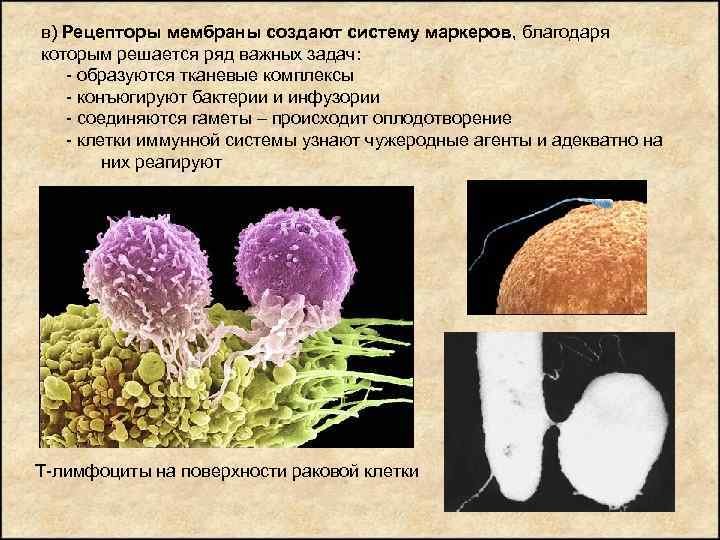 в) Рецепторы мембраны создают систему маркеров, благодаря которым решается ряд важных задач: - образуются