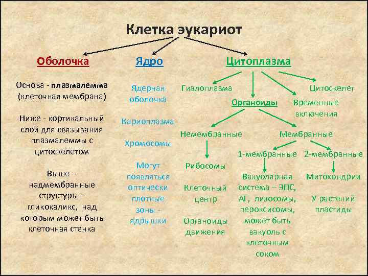 Клетка эукариот Оболочка Ядро Основа - плазмалемма (клеточная мембрана) Ядерная оболочка Ниже - кортикальный