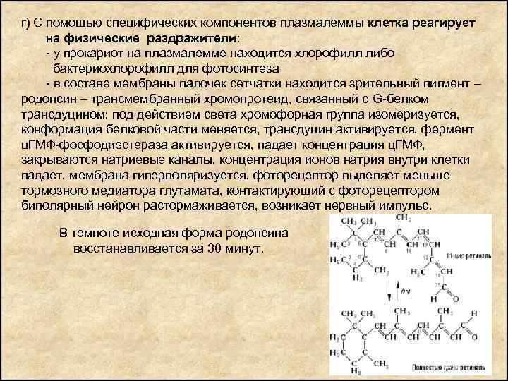 г) С помощью специфических компонентов плазмалеммы клетка реагирует на физические раздражители: - у прокариот