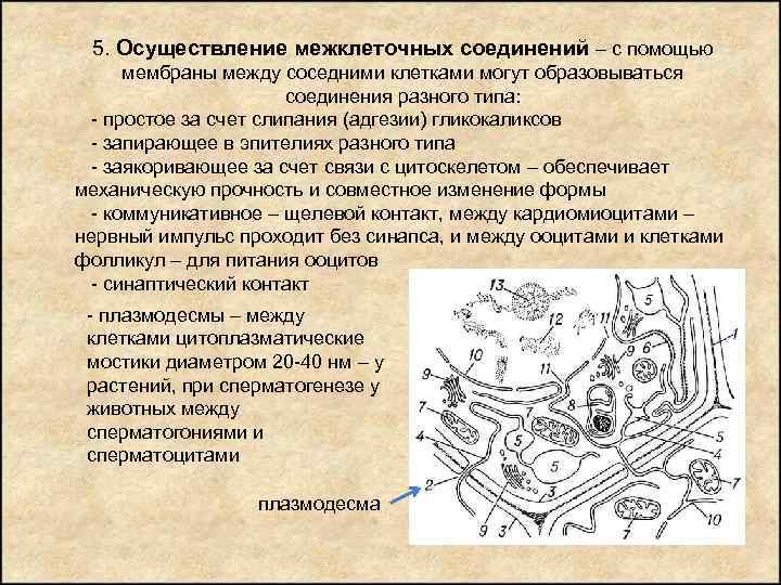 5. Осуществление межклеточных соединений – с помощью мембраны между соседними клетками могут образовываться соединения