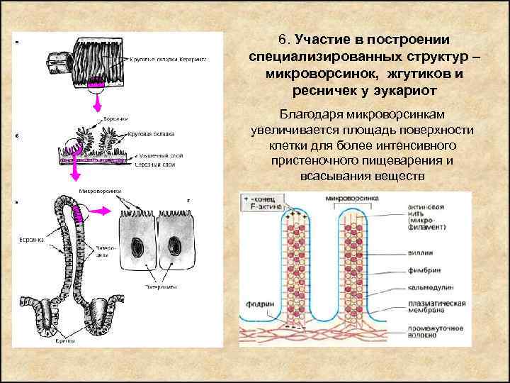 Реснички и жгутики эукариот