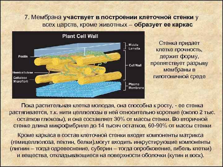 Что придает прочность клетке. Участвует в построении клеточной стенки. Учатсвует в постороение клеочной стенке. Построение клеточной стенки. Вещества входящие в состав клеточной стенки.