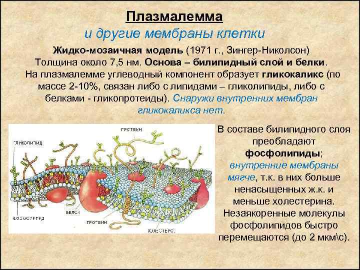 Клеточная мембрана клетки состоит из. Строение и функции плазмалеммы. Гликокаликс плазмалемма. Плазмолемма и гликокаликс. Строение и функции плазмалеммы животной клетки.