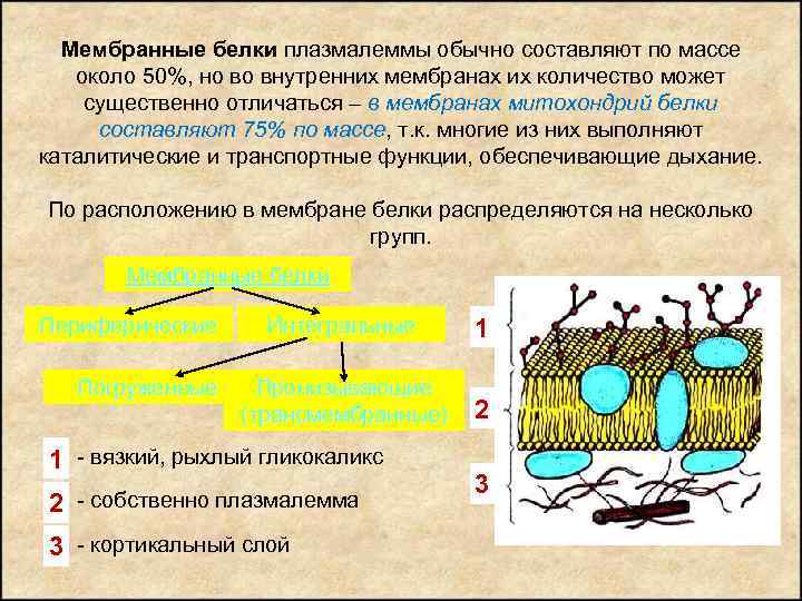 Мембранные белки плазмалеммы обычно составляют по массе около 50%, но во внутренних мембранах их