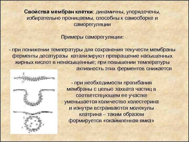 Свойства мембран клетки: динамичны, упорядочены, избирательно проницаемы, способны к самосборке и саморегуляции Примеры саморегуляции:
