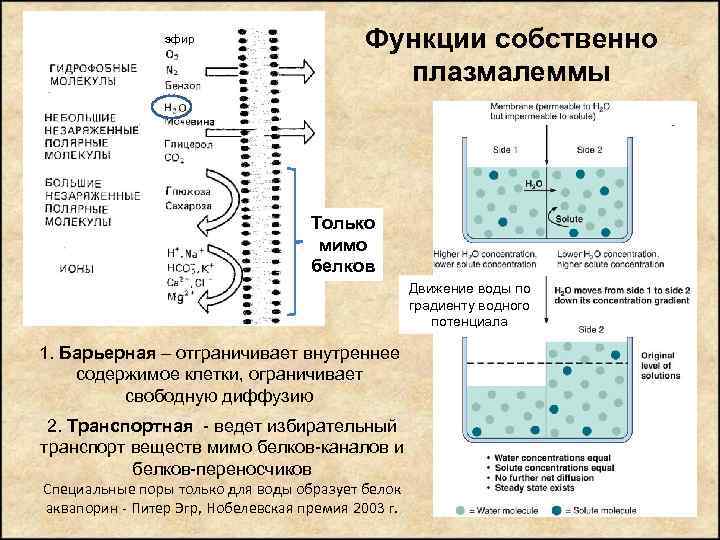 эфир Функции собственно плазмалеммы Только мимо белков Движение воды по градиенту водного потенциала 1.