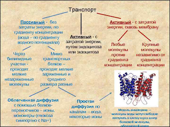 Транспорт Пассивный - без затраты энергии, по градиенту концентрации Активный - с (вода –