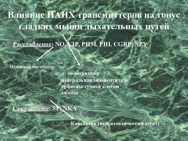 Влияние НАНХ трансмиттеров на тонус гладких мышц дыхательных путей Расслабление: NO, VIP, PHM, PHI,