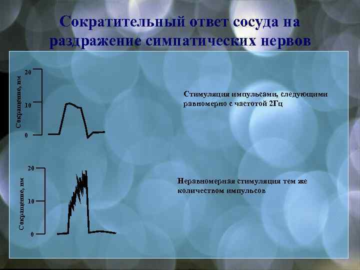 Сокращение, нм Сократительный ответ сосуда на раздражение симпатических нервов 20 10 Стимуляция импульсами, следующими